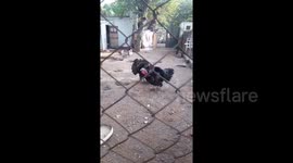 Sound on! Man hilariously imitates turkeys as Thanksgiving approaches