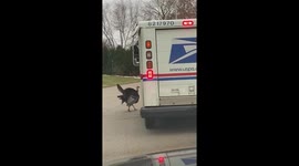 Hilarious moment angry turkey chases down Wisconsin postal worker