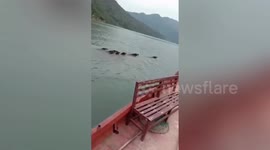 Chinese villager drives boat to escort group of wild boars to swimming across river