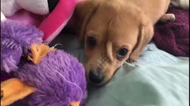 'Unicorn' puppy with tails growing out of his forehead goes viral