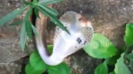 Cobra fights on after being bit into pieces by pet dog in India