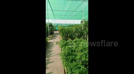 nursery in dubai | nature lover | plant | tress