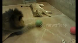Lazy lion pride plays ball together