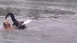 Golden retriever attacked by black swan when swimming in lake in China