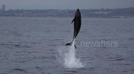 Bottlenose dolphins breach from the water to incredible heights