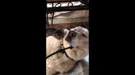 Awww! Adorable rescue kitten cuddles with sleepy husky