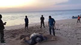 Thai officers help move hundred of eggs laid by critically endangered leatherback turtle to safer place