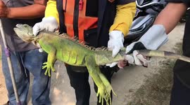 Thai rescuers catches lost iguana threatened by barking dogs in woman's yard