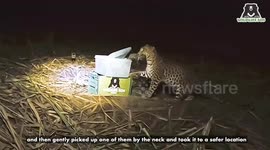 Three lost leopard cubs reunited with their mother after being found in Indian field