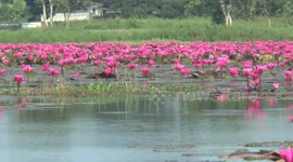 Thousands of waterlilies bloom on lake in northern Thailand