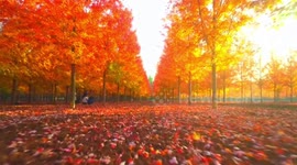 Stunning drone footage showcases sea of red maple trees in eastern China