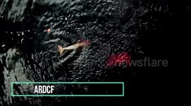 Drone footage captures the pink river dolphins of the Amazon