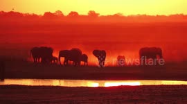 Breathtaking sight of elephant silhouettes during sunset in Botswana