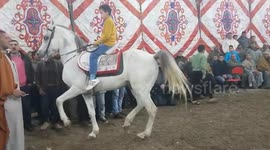 11 years old boy makes his arabian horse dancing well