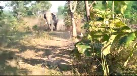 Elephant watchers in India beat a hasty retreat when it turns and charges them