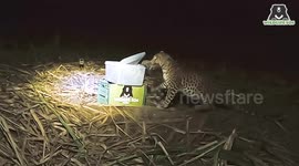Three lost leopard cubs reunited with their mother after being found in Indian field Without Subtitle.