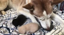 'It just felt like a magical moment': Husky's maternal instincts kick in while caring for trio of two-week-old rescue kittens