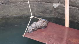 Five-month-old leopard cub rescued from deep well in western India