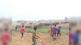 Chaos grips locals as herd of 50 elephants raids cropland in northeast India