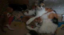 3 Weeks Old Kitties Play Around Mommy