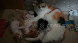 Four Twins Kitties Sitting Beside Mommy Under Table