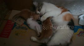 Carring Mommy Holds Her Baby Kitties Around Her
