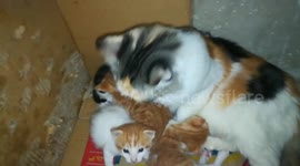 Mommy Cat Cleans Her New Born Kitties