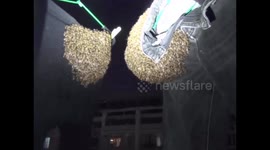 Thousands of Asiatic honey bees swarm jeans hanging outdoors in eastern China