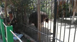 Hungry Hungry African Ostrich takes out lettuce from zoo handler