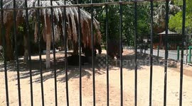 Family Of African Ostrich Waits Food Delivery