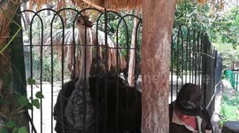 African Ostrich Waits Next To Her Handler In Zoo