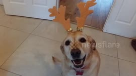 Festive animals Christmas dogs and cute Christmas cat