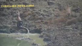 Moment python snatches wild deer in ambush video from central India