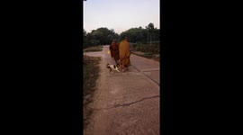 Puppy chases after Buddhist monk and bites his robes to stop him leaving