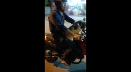 Adorable moment pet pug rides on motorcycle with owner