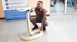 Albino Burmese python sparks panic after being unfurled at police station