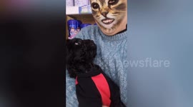 Now dogs don't know how to react when they see cat filters on owners' faces