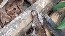 Rat snake struggles to eat large frog