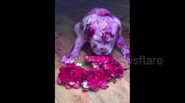 Bulldog covers himself in red dragonfruit