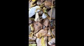 Things you don't expect to see in your front garden #1: wasps making sweet love!