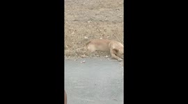 Lazy Dog
