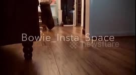 Dog crashes into camera