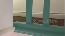 Puppy comes to see what’s going on