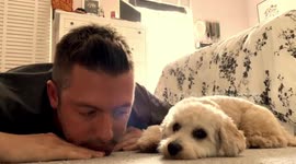 Puppy fascinated with camera