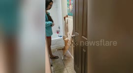 'Towel freak' cat loves making mess of owner's bathroom