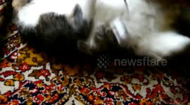 Fluffy Cat Playing