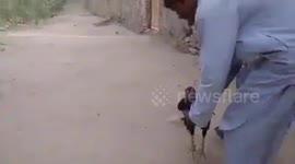 A child love for their hen