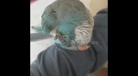 Savvy parrot works out a way to scratch himself with his own feather