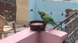 Parrot feels happy to have bath