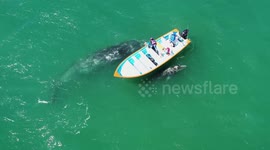 Grey whale and calf swim over and investigate boat cruising off Mexico's coast